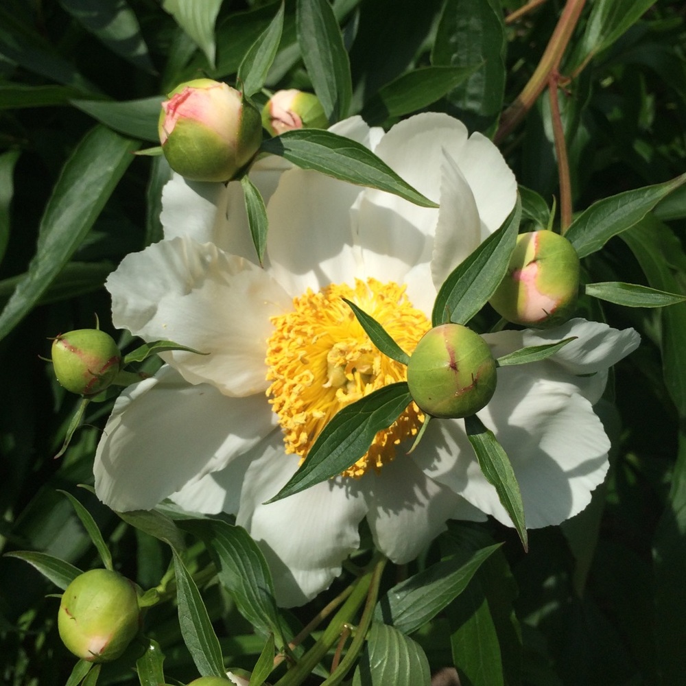 Meet your Posher, Amanda